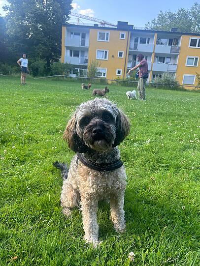 Oskar: Weil wir einfach das perfekte Team sind und ich keinen besseren Hund kenne!
