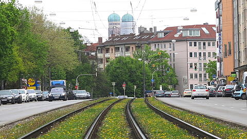 Die Gleise der Trambahn sind in der Dachauerstraße rund um Stiglmaierplatz mit Löwenzahn bewachsen.