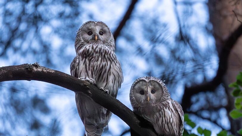In Nordostbayern läuft ein Wiederansiedlungsprojekt für Wildkäuze. Nun hat ein Vogelpaar Nachwuchs. (Handout)