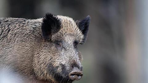 Ein Wildschwein steht auf einem Plateau im Wald.