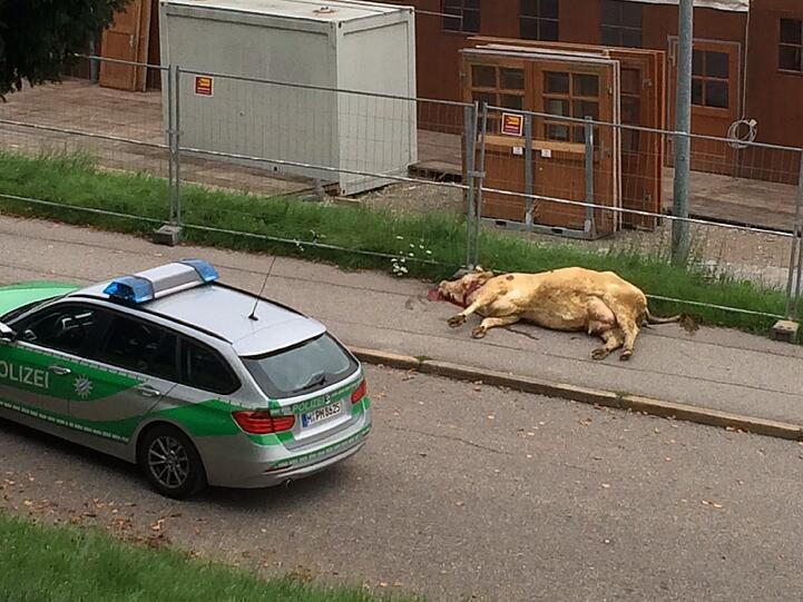 Auf Münchens Theresienwiese wird fürs Oktoberfest gewerkelt. Am Dienstagmorgen kam es dabei zu einem kuriosen Zwischenfall: Polizisten mussten eine entlaufene Kuh erschießen.