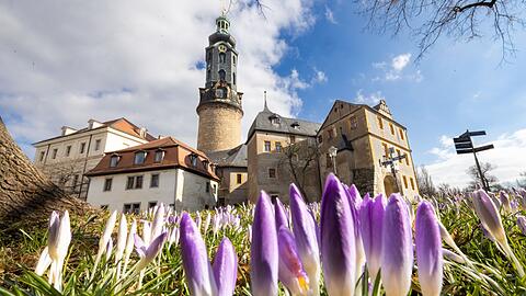 Krokusse blühen vor dem Weimarer Stadtschloss.