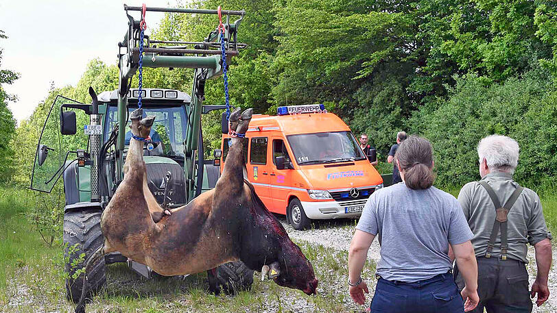 Wildwest an der A94: 17 entflohene Rindviecher hielten die "Cowboys" von Polizei und Feuerwehr stundenlang auf Trab. Die Bilder von der Stierhatz.