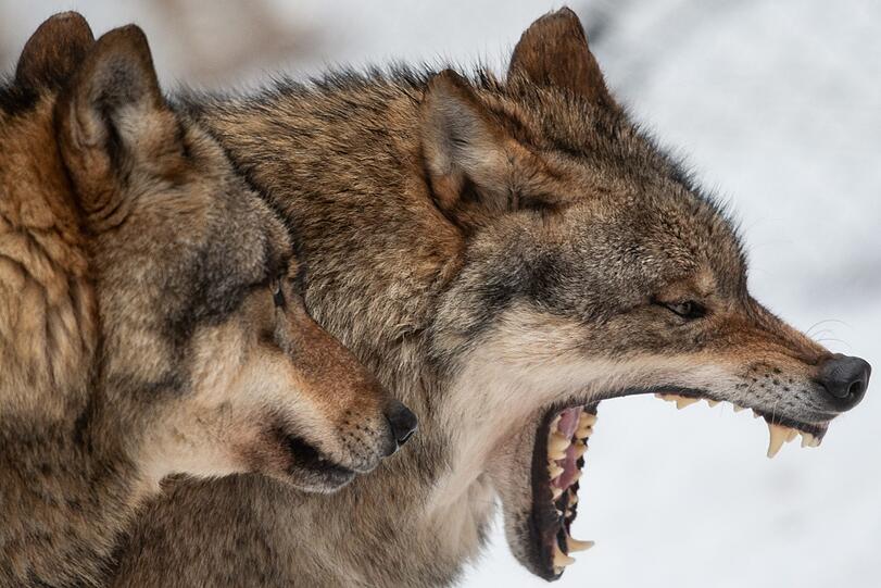 Scharfe Zähne: Zwei Wölfe sind in einem Wildpark zu sehen.