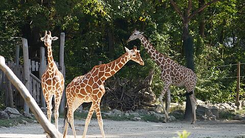 Diese Giraffen können sich über neue "Mitbewohner" freuen. Im Besucherbereich steht jetzt ein Terrarium mit Kurzohrrüsselspringerin Uma.