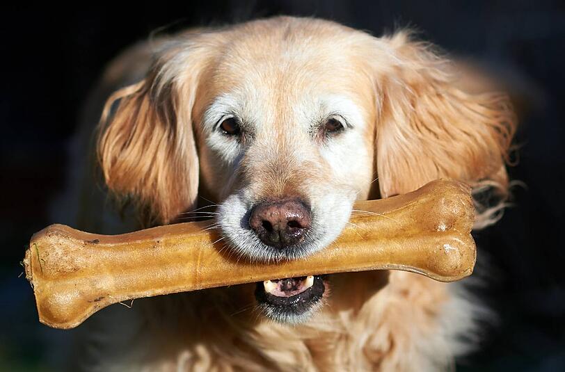 Auch für den Golden Retriever Ronja hat Herrchen was Feines gekauft.
