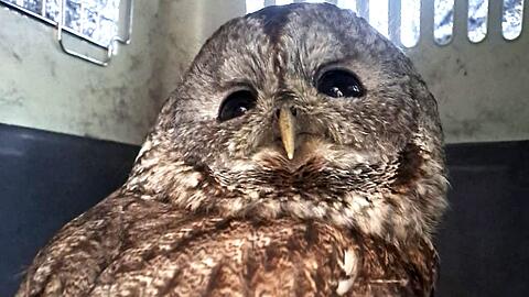 Nach seiner Rettung kam der Waldkauz für weitere Untersuchungen in eine Tierklinik.