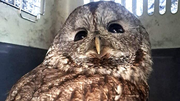 Nach seiner Rettung kam der Waldkauz für weitere Untersuchungen in eine Tierklinik.