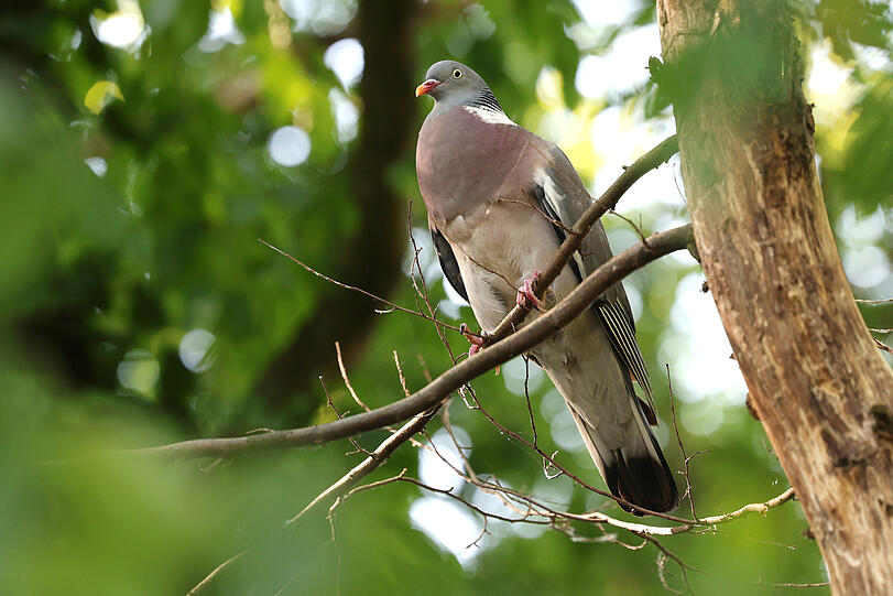 Ein wirklich hübscher Vogel, diese prächtige Ringeltaube. Ein wirklich hübscher Vogel, diese prächtige Ringeltaube.