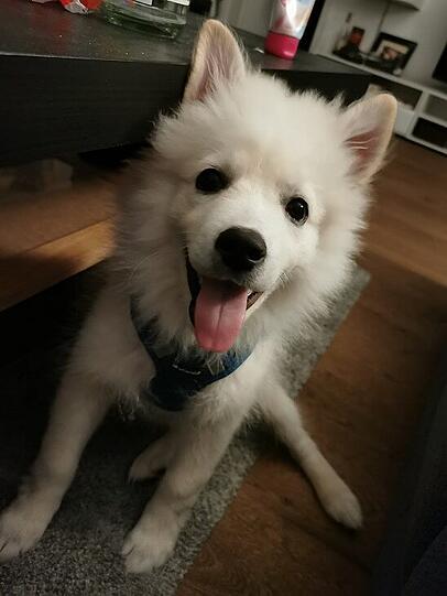 Sammy