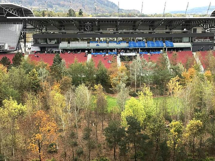 Bäume im Fußballstadion.