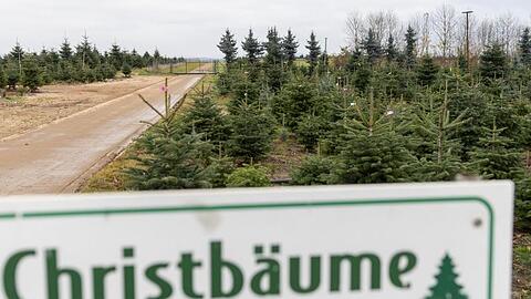 "Christbäume zum Selbersägen" steht auf einem Schild bei der Christbaumkultur Gerner.