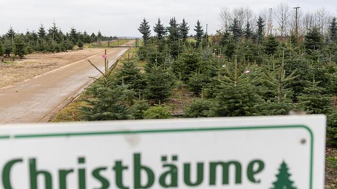 "Christbäume zum Selbersägen" steht auf einem Schild bei der Christbaumkultur Gerner.