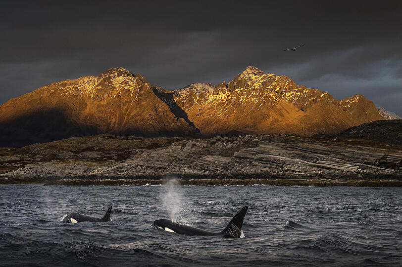 Auf der Suche nach Heringen: Schwertwale, auch Orcas genannt, im Herbst vor der norwegischen Küste.
