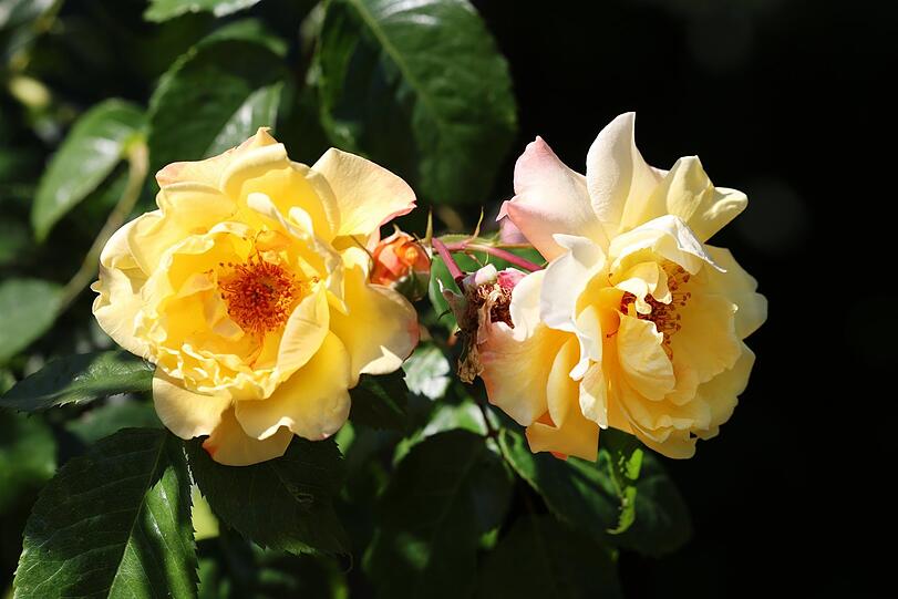 Eine Kletterrose in voller Pracht.
