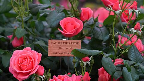 Benannt nach Prinzessin Kate: "Catherine's Rose".
