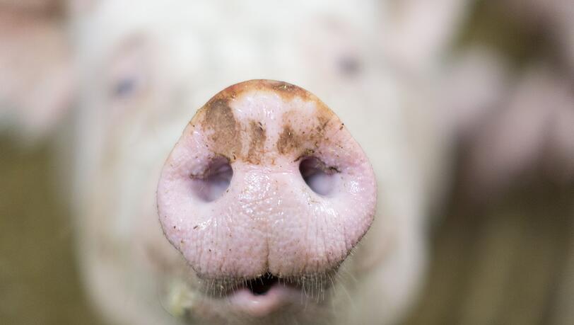 Ein Schweinemastbetrieb m Unterallgäu steht wegen Tierwohlgefährdung am Pranger. (Symbolbild)