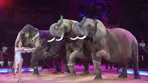 Jana Mandana Lacey-Krone tritt mit ihren Elefanten im Circus Krone auf.