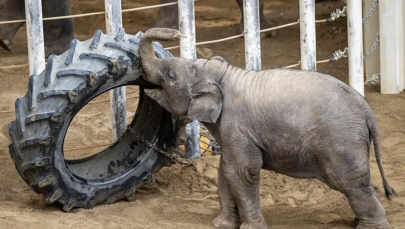 Der einjährige Elefantenbulle Otto spielt in seinem Gehege im Tierpark Hellabrunn mit einem LKW-Reifen.