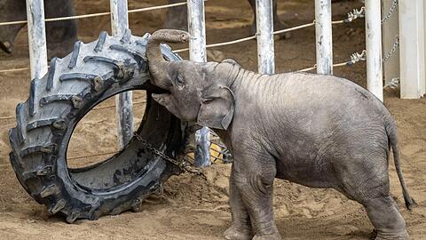 Der einjährige Elefantenbulle Otto spielt in seinem Gehege im Tierpark Hellabrunn mit einem LKW-Reifen.