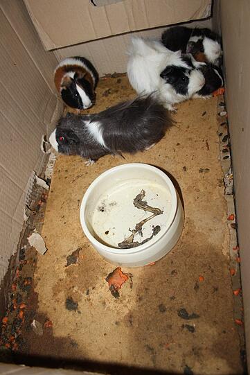 Der Finder packte die verbliebenen fünf Meerschweinchen in einen Karton.