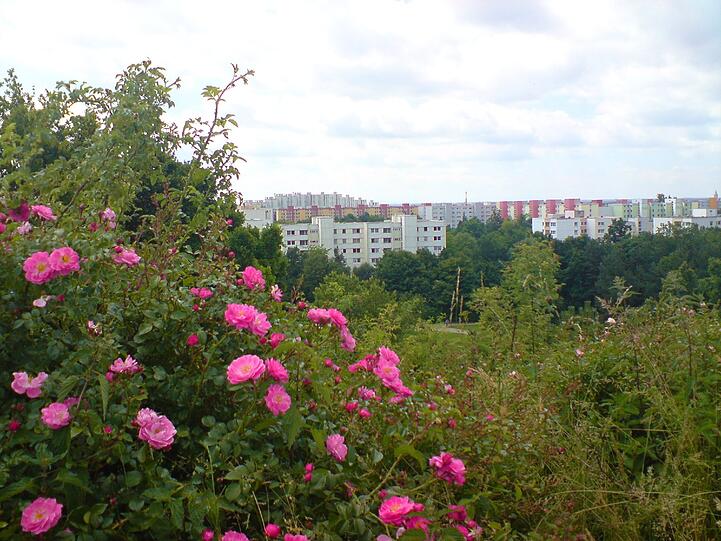 "Großstadtdschungelromantik" hat Chris Heller das Bild aus dem Ostpark überschrieben.