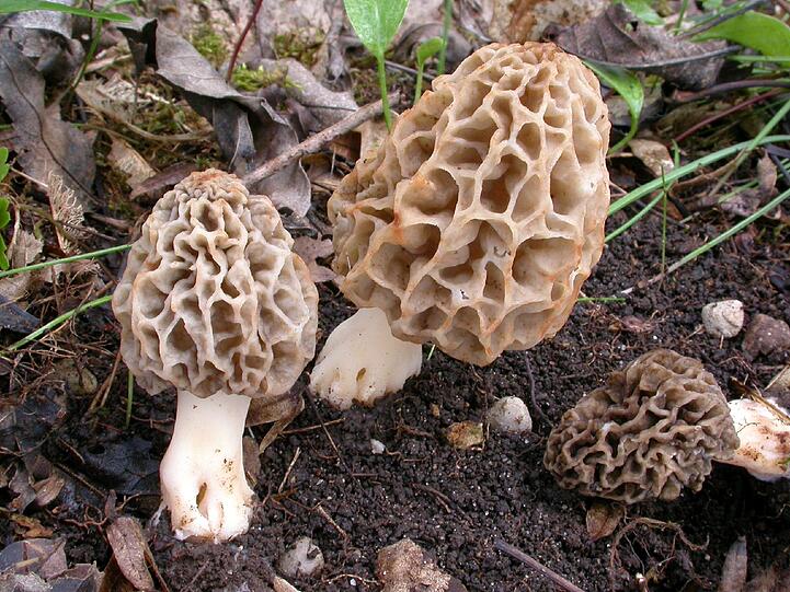 Typisch für diesen Pilz, der sich im Frühjahr entwickelt, sind die wabenartigem Vertiefungen im Hut. Morcheln sind sehr begehrt als Speisepilze. Das lässt sich auch aus dem lateinischen Artepitheton esculenta erschließen, das auf Deutsch essbar bedeutet. Die Art, Morchella esculenta, kommt in Europa und in Nord- und Südamerika vor. In Deutschland steht sie wie alle Morchel-Arten unter Naturschutz.