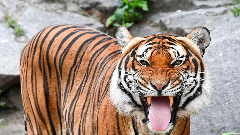 Indochinesische Tiger sind in freier Wildbahn sehr selten geworden. (Archivbild) Indochinesische Tiger sind in freier Wildbahn sehr selten geworden. (Archivbild)