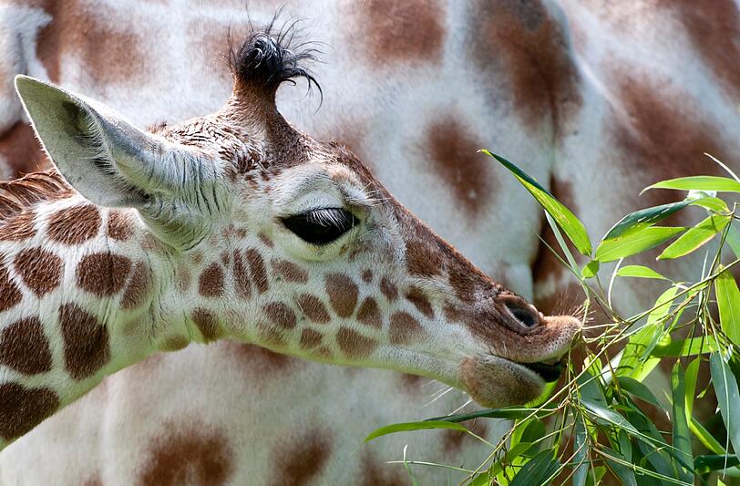 Das ca. 1,90 Meter grosse Giraffen-Maedchen kam vor zwoelf Wochen auf die Welt. Der Name Limber ist afrikanisch und bedeutet uebersetzt "grosse Freude".