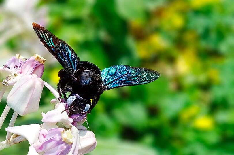 Immer öfter ist diese stattliche und schillernde Kreatur zu beobachten, wie sie die Blüten in den Gärten hierzulande schwanken lässt: Der Klimawandel macht die Blaue Holzbiene hier zum regelmäßigen Gast. Mit ihren 28 Millimetern ist sie dort die größte Wildbiene. Sie bohrt ihre Nistgänge in (gerne morsches) Holz, daher der Name. Dass die Blaue Holzbiene sticht, kommt sehr selten vor. Immer öfter ist diese stattliche und schillernde Kreatur zu beobachten, wie sie die Blüten in den Gärten hierzulande schwanken lässt: Der Klimawandel macht die Blaue Holzbiene hier zum regelmäßigen Gast. Mit ihren 28 Millimetern ist sie dort die größte Wildbiene. Sie bohrt ihre Nistgänge in (gerne morsches) Holz, daher der Name. Dass die Blaue Holzbiene sticht, kommt sehr selten vor.
