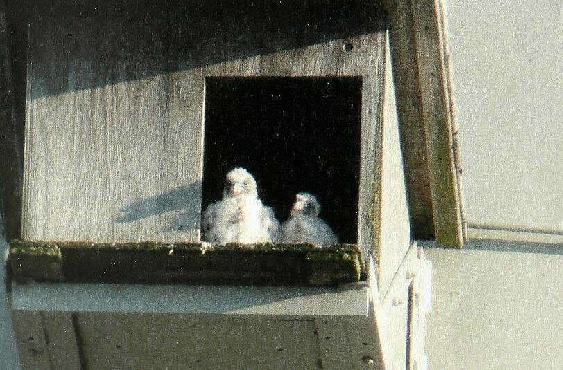 Trotz des Umbaus: Die Wanderfalken im Horst am Kamin haben Nachwuchs.