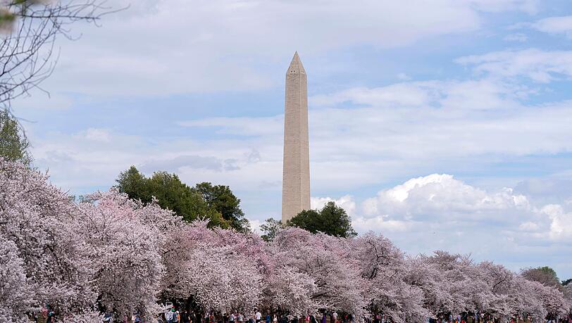 Zu den Spaziergängern unter den blühenden Kirschbäumen in Washington gehört auch der ehemalige US-Präsident Barack Obama.