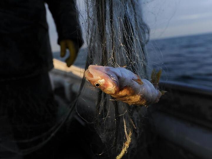 Ein Barsch hängt in einem Fischernetz. Foto: Felix Kästle/dpa