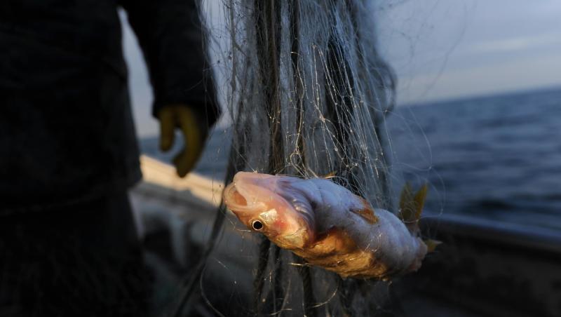 Ein Barsch hängt in einem Fischernetz. Foto: Felix Kästle/dpa Ein Barsch hängt in einem Fischernetz. Foto: Felix Kästle/dpa
