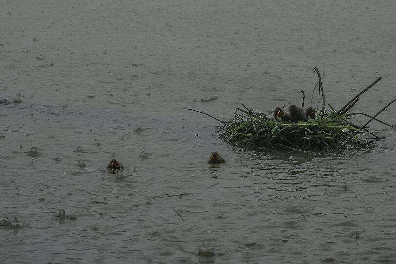 Dicken Regentropfen schlagen auf die Wasseroberfläche.