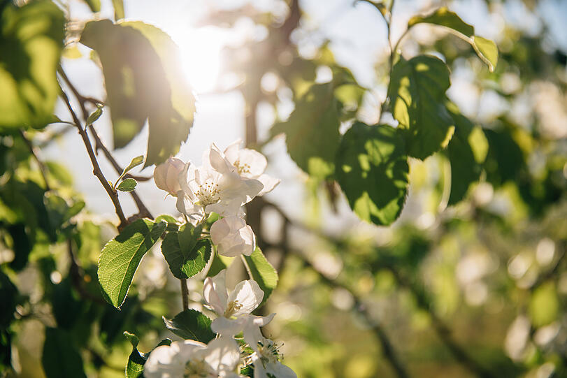 Die Apfelblüte in Algund findet zwischen Ende März und Ende April statt und ist ein wunderschönes Erlebnis.