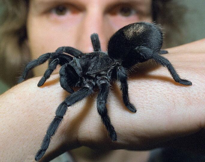 Dirk Weickmann mit einer schwarzen Vogelspinne.