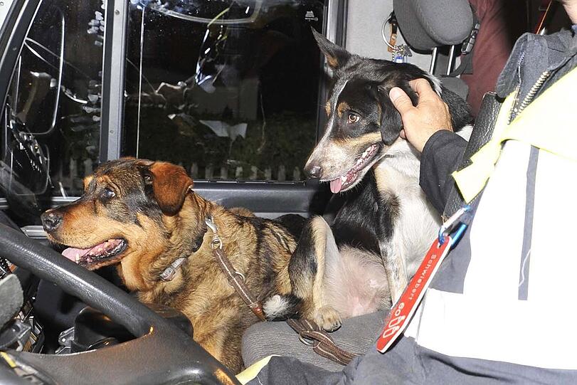 Die zwei geretteten Hunde wurden bis zu ihrem Abtransport in einem Feuerwehrfahrzeug betreut.