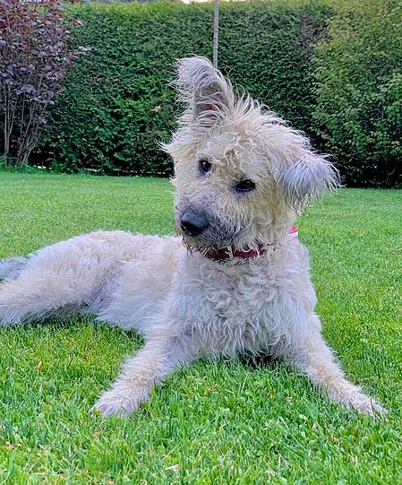 Pumi