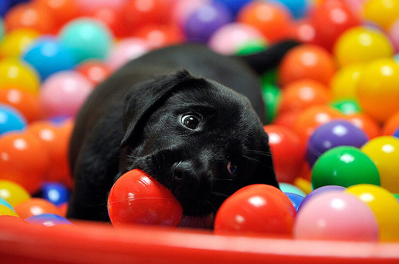 Platz 2: Der Labrador liegt im Freistaat &ndash; wie in der gesamten Bundesrepublik &ndash; ganz weit vorne.