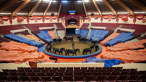 Ein Dompteur trainiert vor abgedeckten Rängen mit Pferden im Circus Krone.
