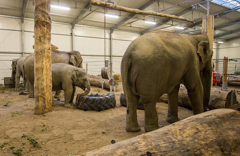 Die Tiere ließen sich von der Sprengung nicht beirren