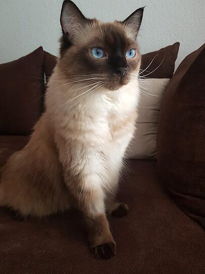 Balu