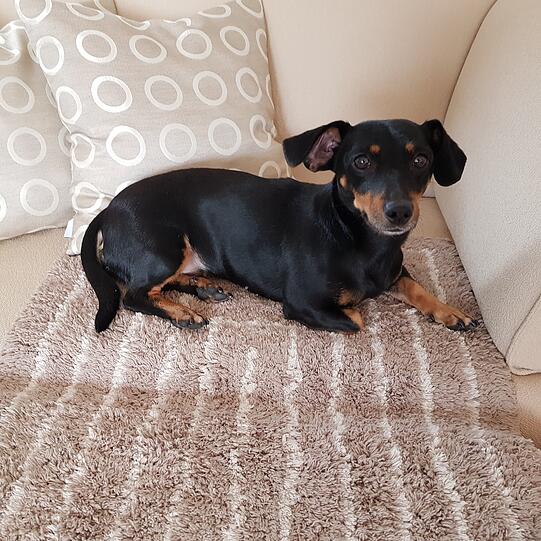 Poppy