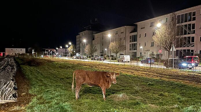 Der ausgebrochene Jungstier macht auf einer Wiese vor einer Wohnsiedlung in Germering auf lammfromm.