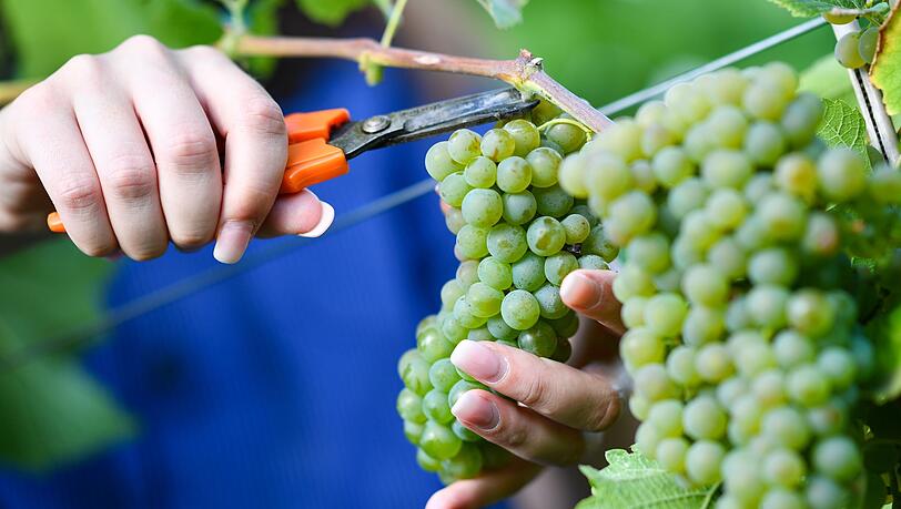 Federweißer gilt als Vorbote eines neuen Weinjahrgangs.  (Archivfoto)