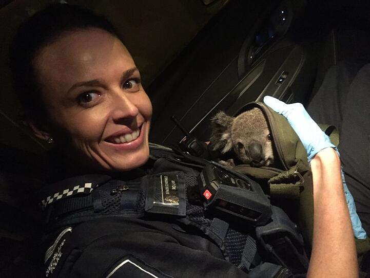 Bei einer Taschenkontrolle in Brisbaine trauten die Polizisten ihren Augen kaum: Eine Australierin versteckte in ihrem Rucksack tatsächlich einen Koala!