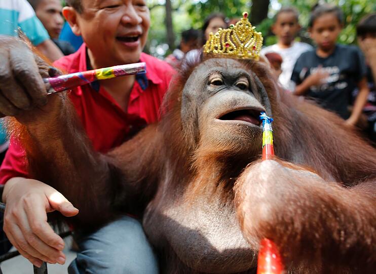 ...während sein tierischer Kollege in Manila bei einer Parade in eine Tröte bläst. 2016 wird nach chinesischem Kalender das Jahr des Affen.
