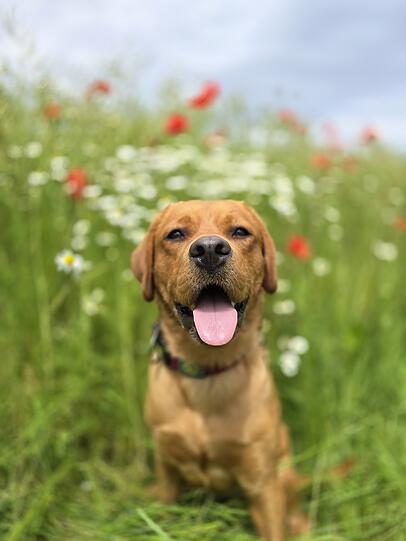 Mali ist die Kuschelbeauftragte im Büro. Sie liebt es gekuschelt zu werden und verbreitet mit ihrer freundlichen Art direkt gut Laune. Mancher Kollege kommt nur im Büro vorbei, um mit Mali zu kuscheln. Draußen ist sie das komplette Gegenteil und ein kleiner Wirbelwind. Sie liebt es jede Matschpfütze.