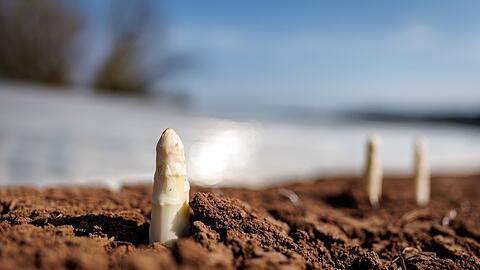 Die ersten bayerischen Spargelh&ouml;fe haben mit der Ernte begonnen.